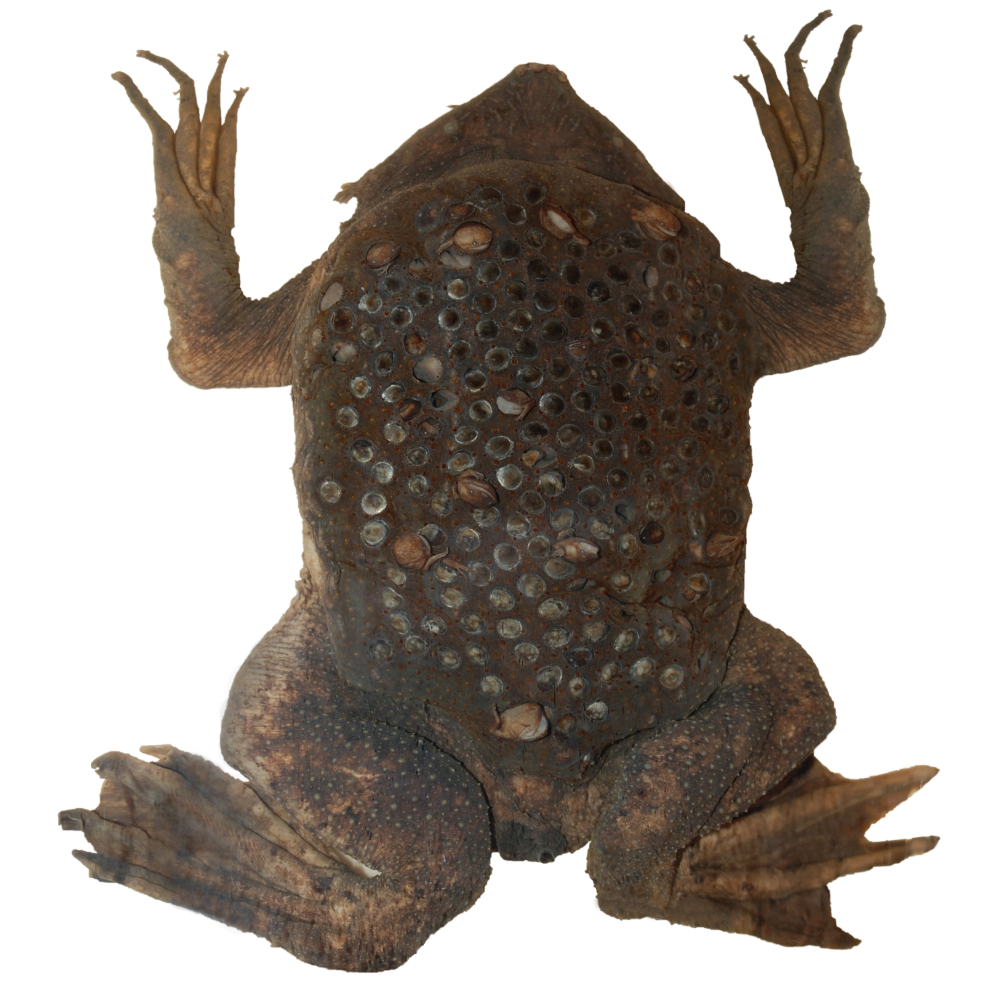 surinam toad specimen with lots of holes in its back